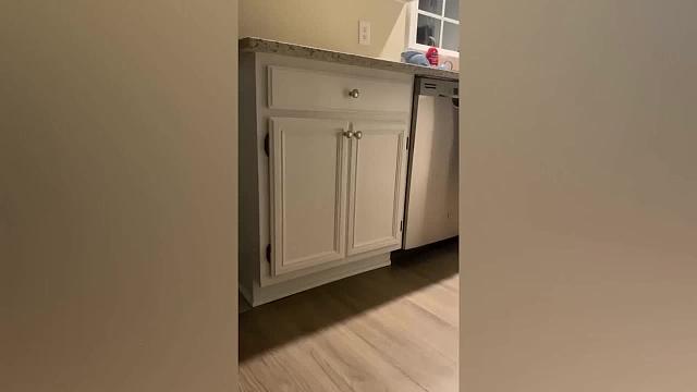 萌宠搞笑诱惑测试