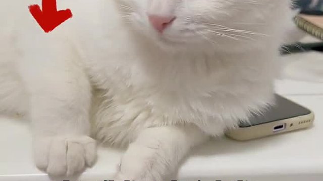 可不能再说我们腿短了嗷！