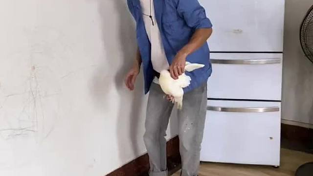 鸽子这么可爱～怎么能吃鸽子呢？