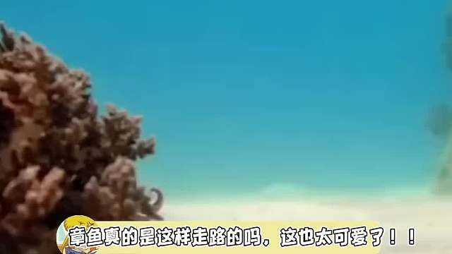 太可爱了，我都不忍心吃它了