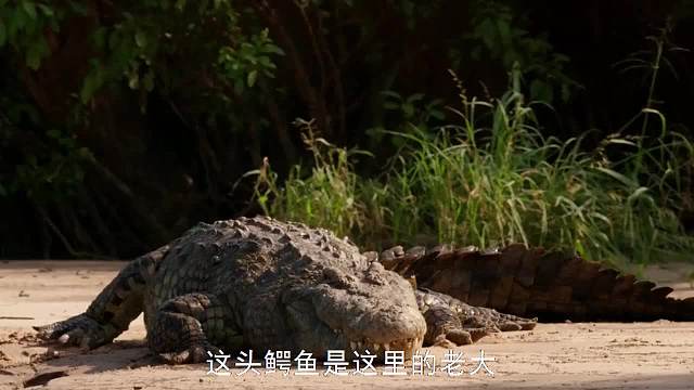 鳄鱼多次偷袭角马失败，伪装成漂浮的木头，角马傻眼了！