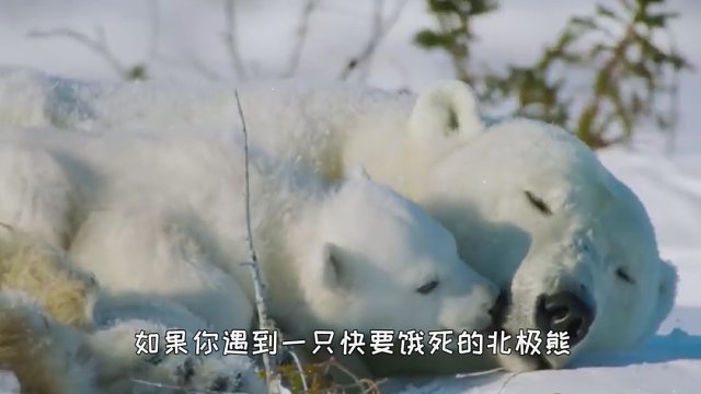 为什么给北极熊喂食违法？就算快要饿死了也不行，只能见死不救？
