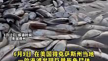 美国得州海岸惊现巨量死鱼 #原因不明 #惊险一幕 (编辑：努尔波拉提)