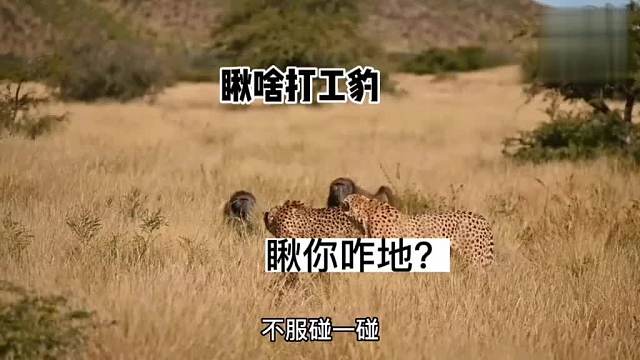 狒玉清差点给豹桂兰废废了！