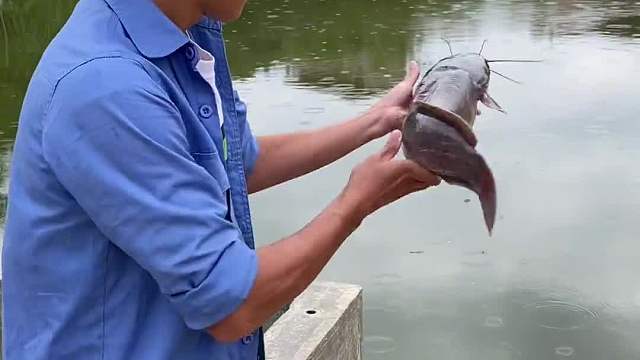 我觉得埃及鲶鱼全身都是宝，你觉得呢？