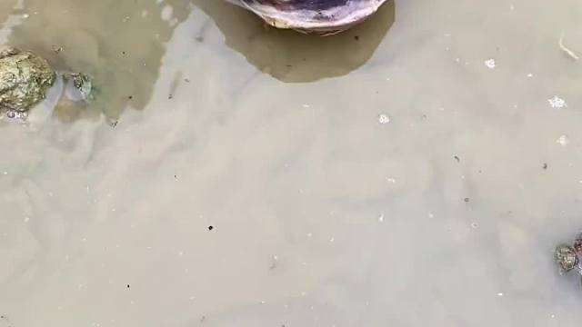 这个清道夫也太厉害了吧？居然会复活？把宝宝吓懵了～