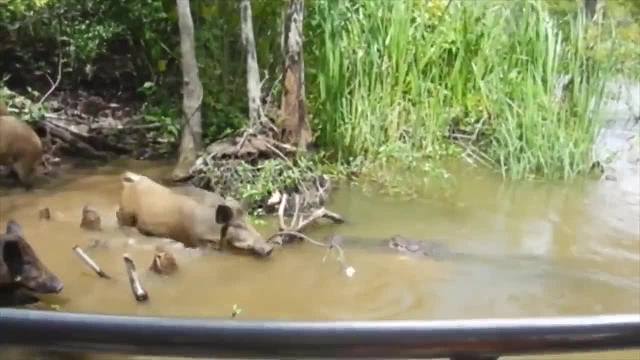 鳄鱼最“奇葩”的死法，瞬间到达鳄生巅峰，短短几秒便送了命！
