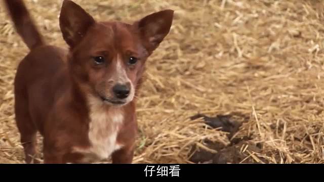 狗狗和牛相依为命，当牛被主人卖掉后，狗狗不吃不喝！