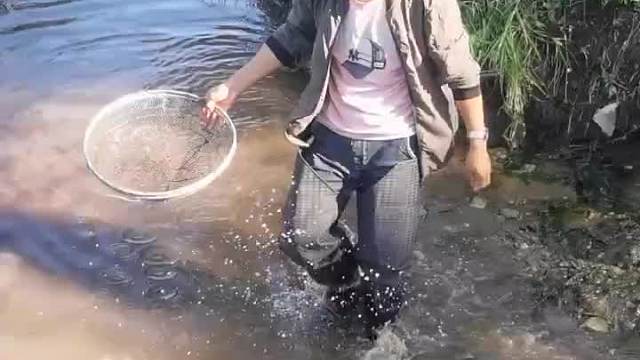  这是高手岸边发现泥鳅鱼，直接用手扣 