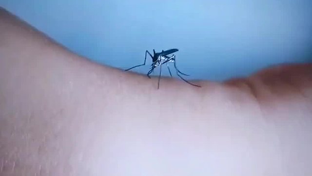 蚊子：生活压力好大，嘴都软了#搞笑#搞笑视频#搞笑视频配音