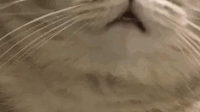 快！让我选一只幸运猴替我上班！！！