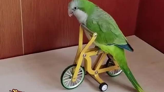 鸟儿都在这么努力了，你还在等什么