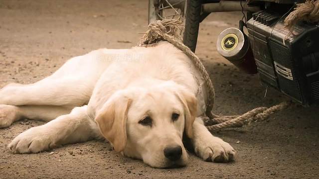 狗狗拉了十二年的车，却在临终前惨遭主人抛弃，到底是为什么？第