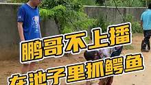 鹏哥不上播，在池子里抓鳄鱼#熊#鳄珍 #鳄鱼