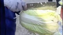 不用菜板切大白菜