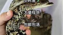 #小鳄鱼 #熊哥鳄鱼