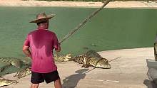 老师傅赶鳄鱼赶鳄鱼就是不一样#鳄鱼养殖场