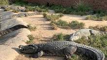 想过来玩鳄鱼不#鳄鱼养殖场