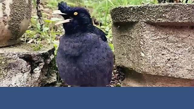 曾经登上达人秀的八哥鸟，不仅会背古诗，而且还会唱歌