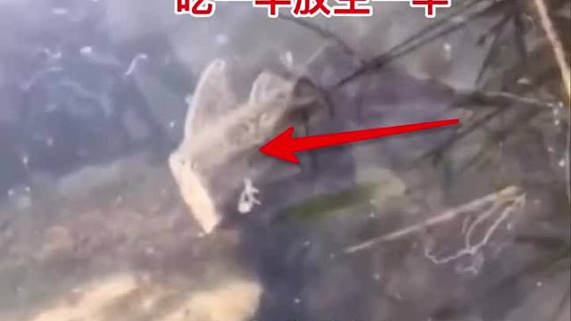  吃一半放生一半，生命力真强