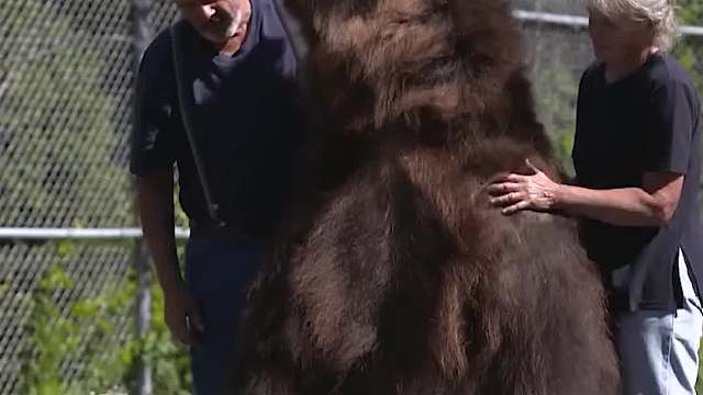 世界上遛主人的熊