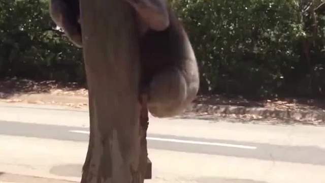 世界上最萌的考拉