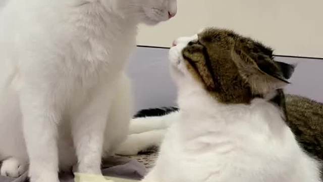 我发现了糖糖的秘密