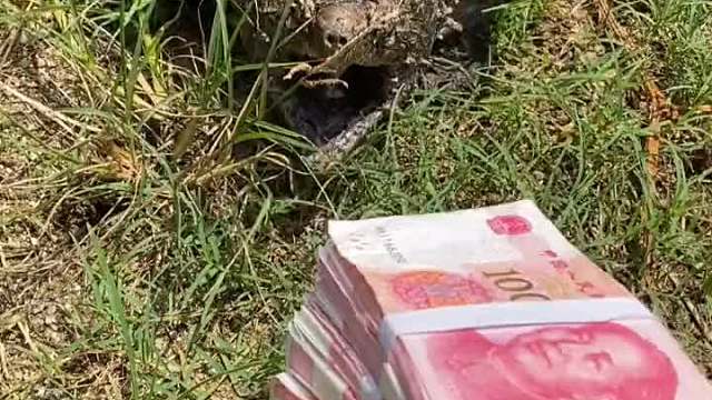 你吃过鳄龟尾巴吗？猜猜什么味