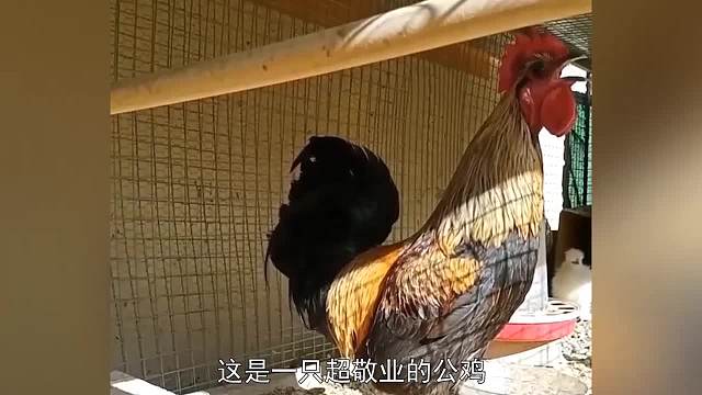 公鸡打鸣太敬业，一口气打鸣16秒，非要打到缺氧晕厥才罢休