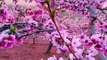 桃花美景 ||千朵桃花一世开 ，醉了你我看花人