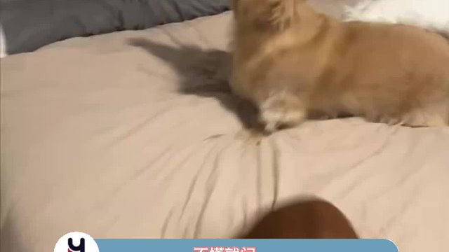 不懂就问，它是对咖啡色的狗毛过敏嘛？