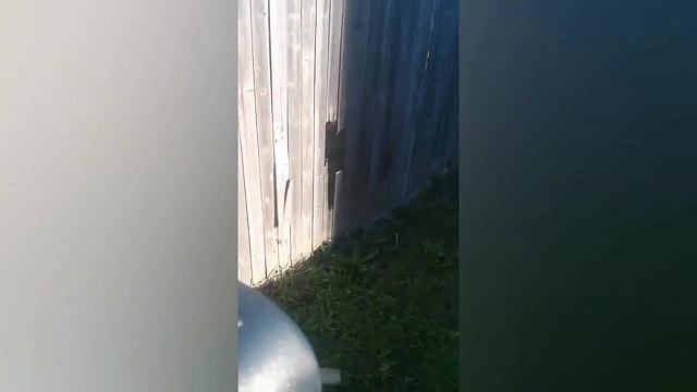 一只喜欢叼走捡屎官的东西的萌宠