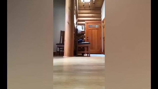 一只喜欢叼走捡屎官的东西的萌宠