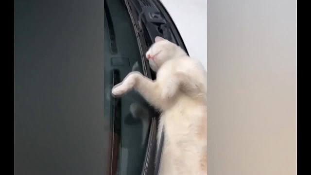 一只喜欢叼走捡屎官的东西的萌宠