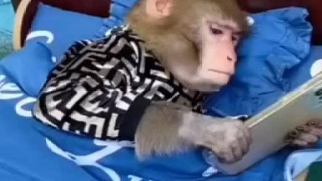 大师兄迷失了这是？东北话搞笑配音