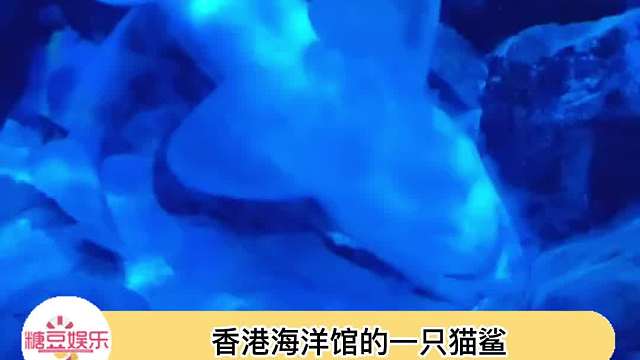 可见猫鲨上班多辛苦，果然躺平无分国界，摆烂不分物种