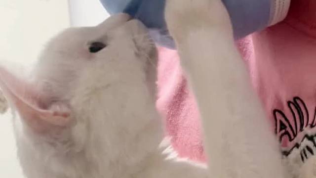 从来没见过他像视频开头那样的叫声！我俩都激动到语无伦次了