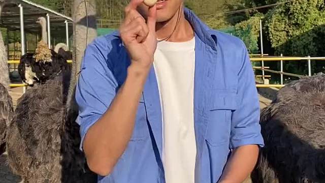 比脸还大的鸡蛋～你见过吗？