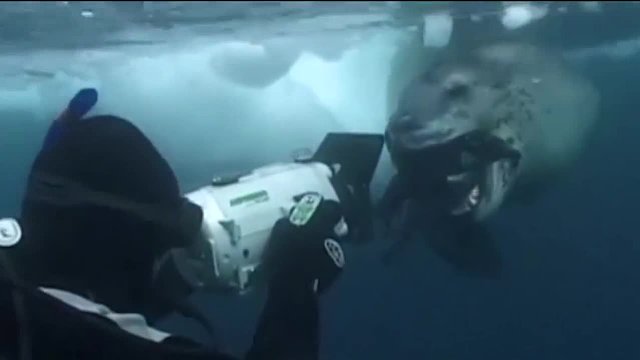 海豹担心摄影师饿，连续给他抓了4天企鹅，企鹅：我招谁惹谁了！