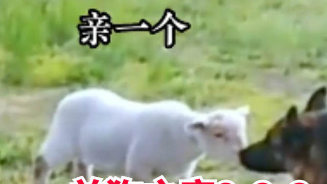 社会奇闻：当小羊羔爱上了陈年老狗！