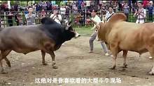 少数民族大型斗牛现场：绝对让你震撼 #斗牛  #斗牛视频 