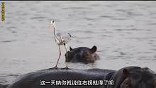 河老二这是被白颈鹭驯服了吗搞笑配音动物解说