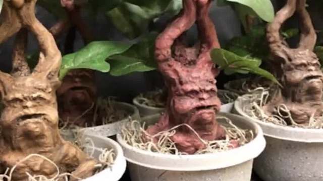 奇特的魔幻植物