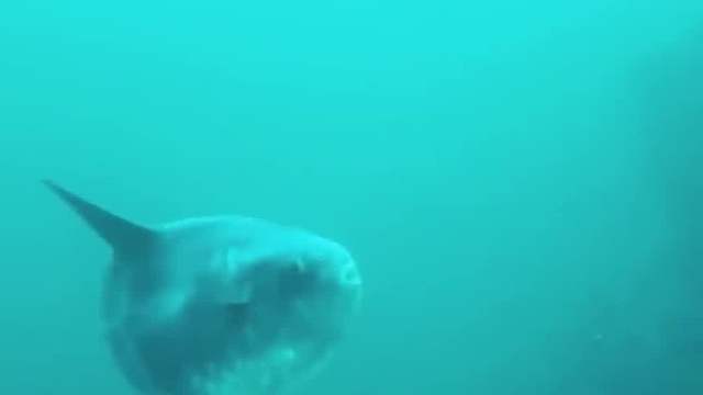 形状最奇特的鱼