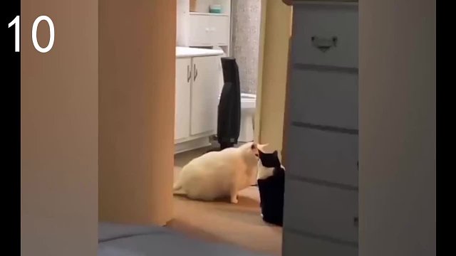 沙雕行为治愈不开心