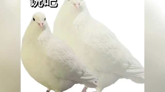 这是新的门 鸽门