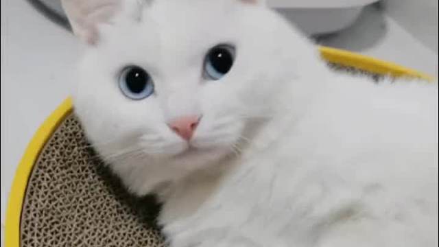 试着撒了下娇…结果还真站起来踩我了哈哈哈