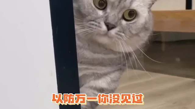 它走路怎么能这么可爱呐！！！