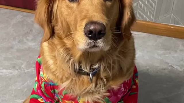 每个狗子心里都住着一个公主梦