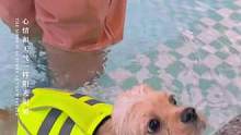 上海美卡客返视频 | 这游泳老选手了，一点不怕水[偷笑]